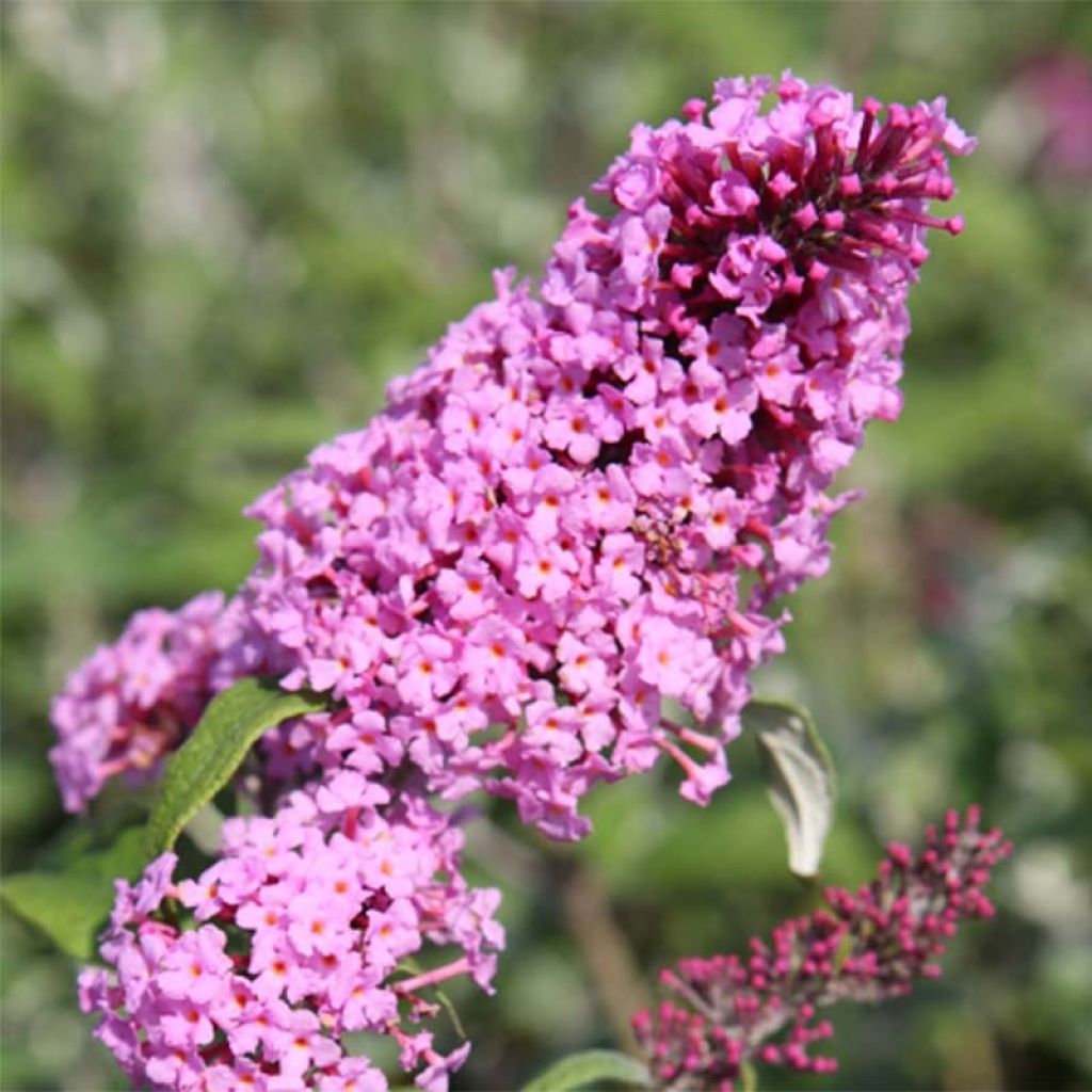 Budleja Dawida Pink Delight
