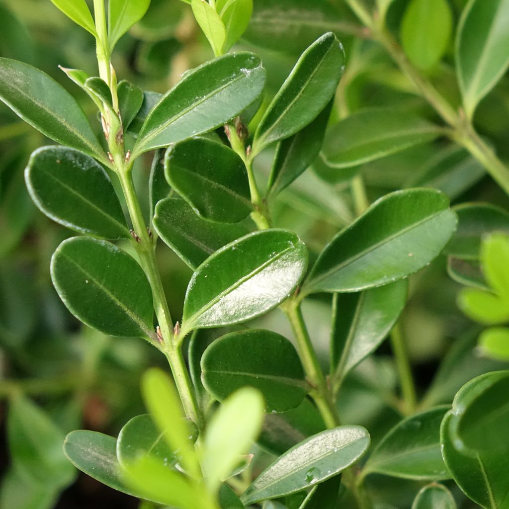 Bukszpan Betterbuxus Skylight