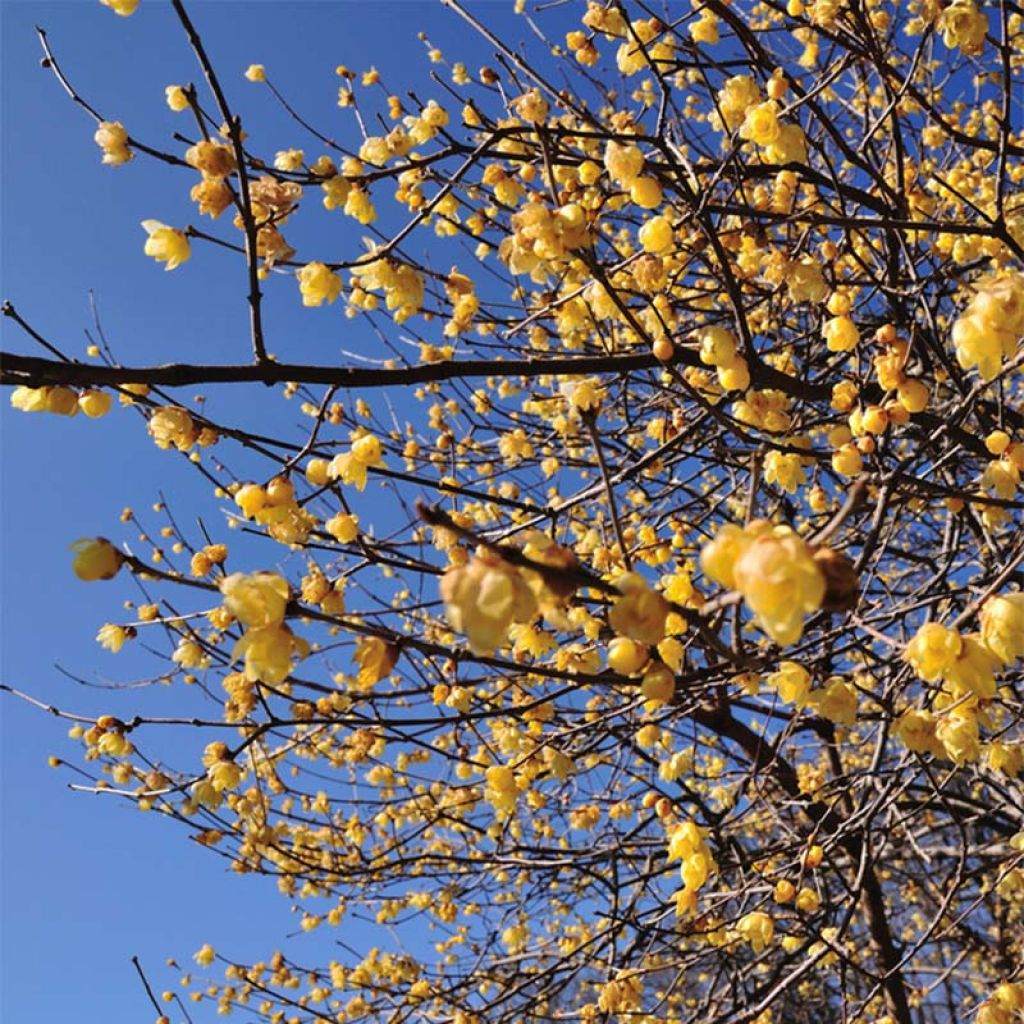 Chimonanthus praecox - Zimokwiat wczesny