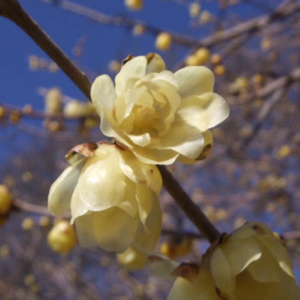 Chimonanthus praecox - Zimokwiat wczesny