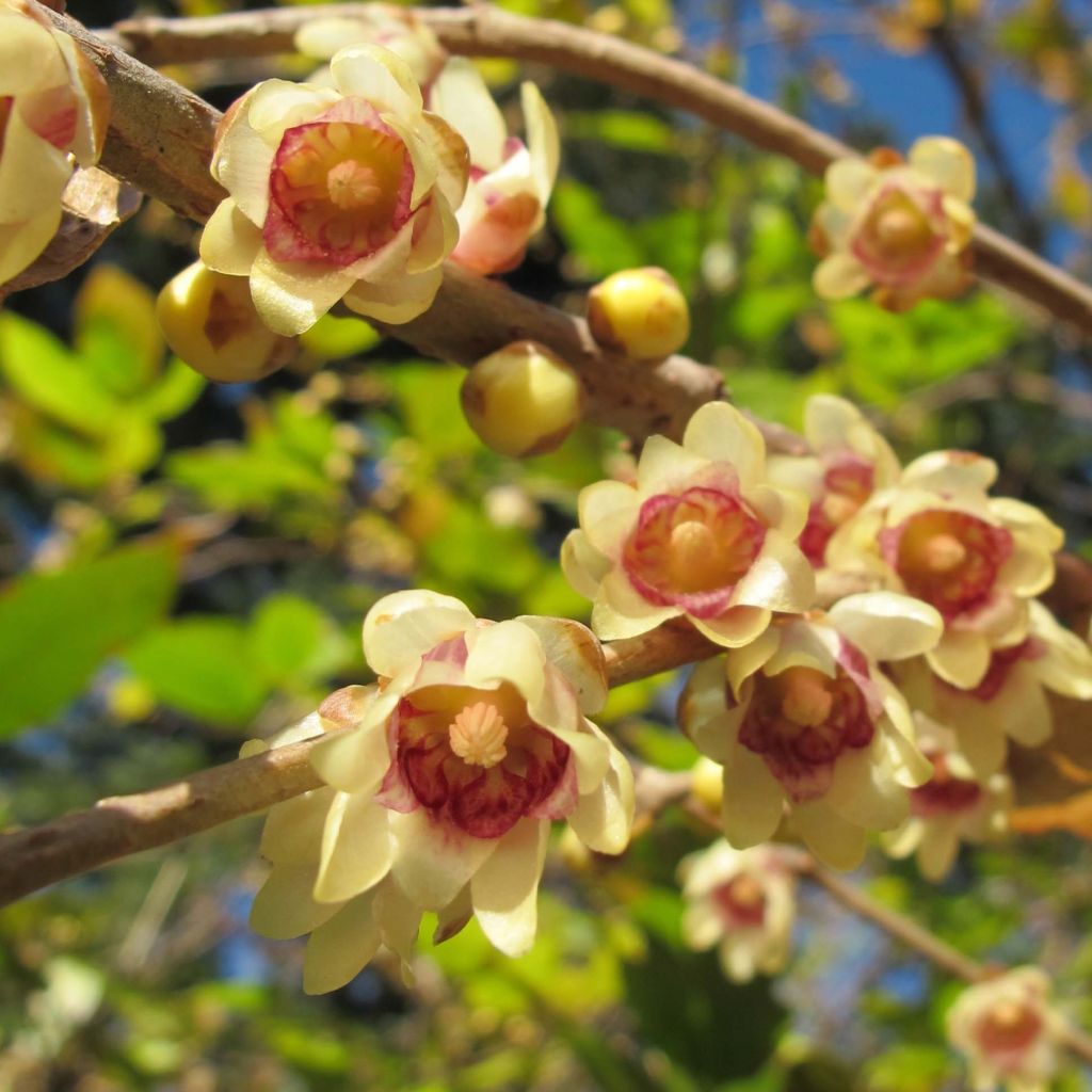 Chimonanthus praecox - Zimokwiat wczesny