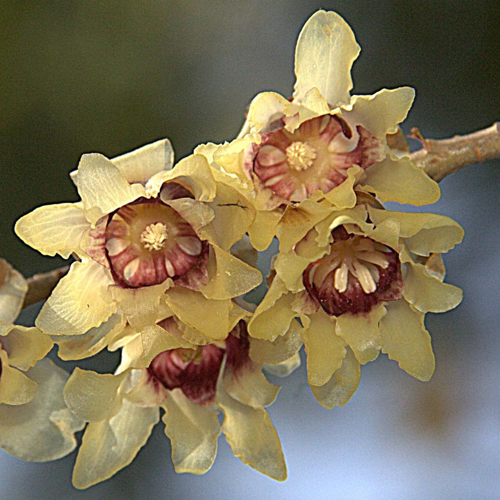 Chimonanthus praecox - Zimokwiat wczesny