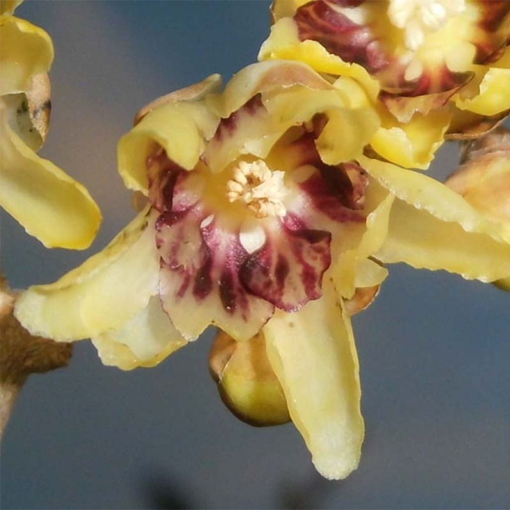 Chimonanthus praecox - Zimokwiat wczesny