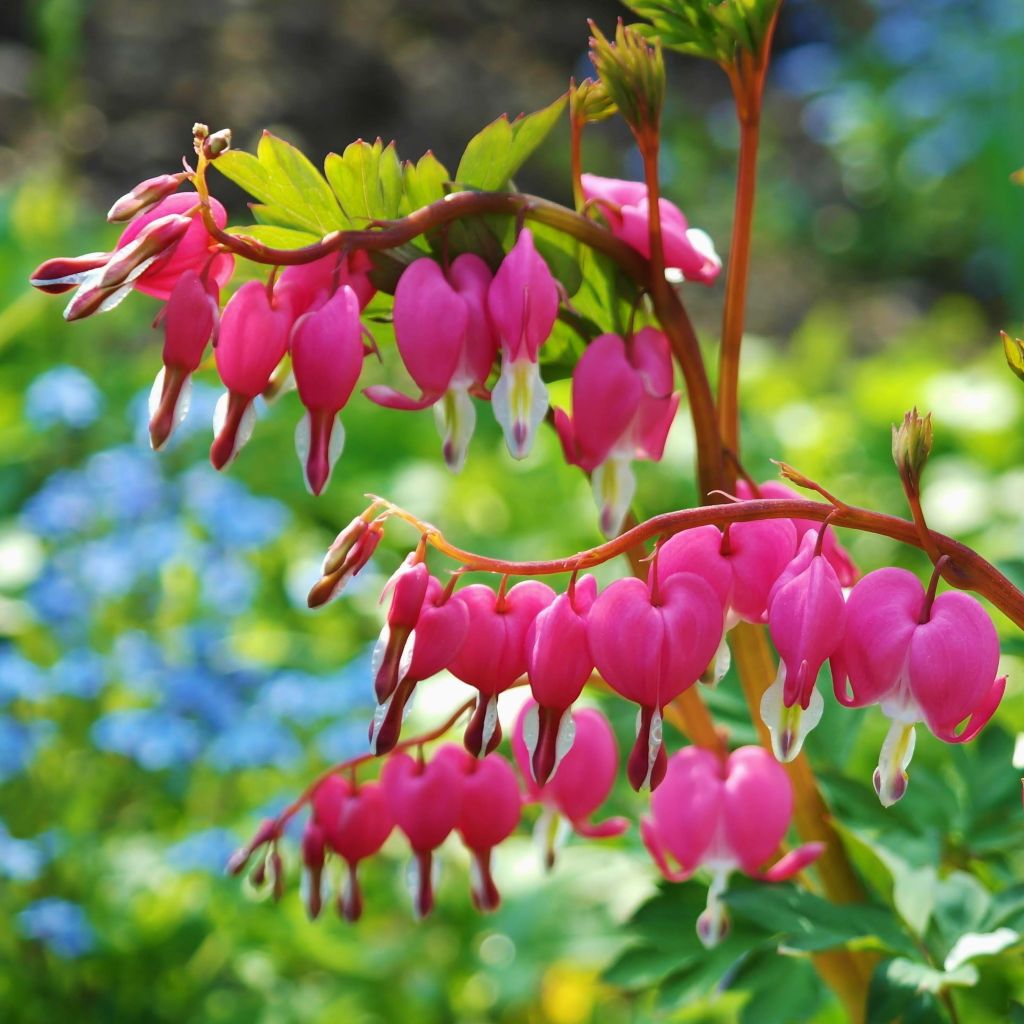 Serduszka okazała - Dicentra spectabilis