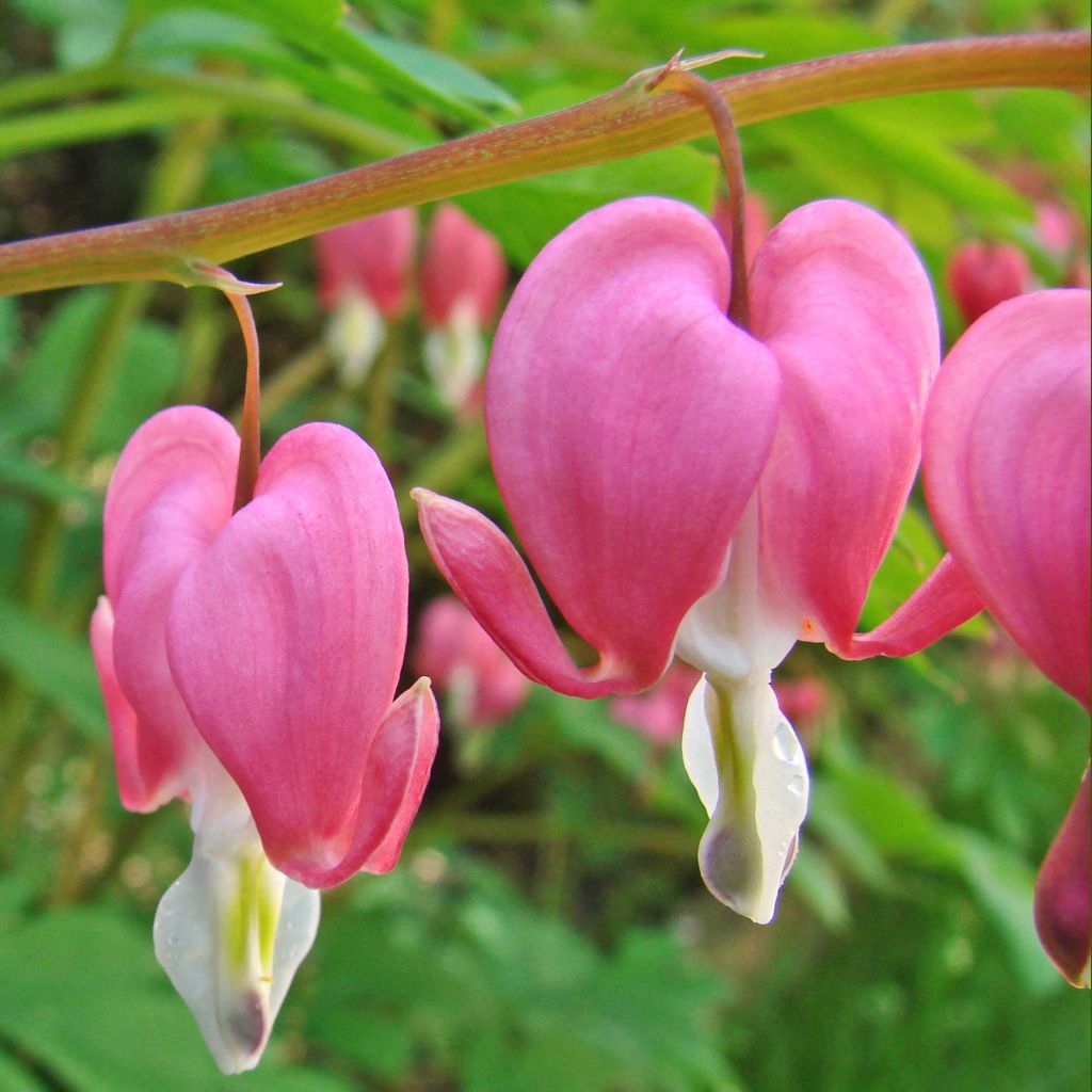 Serduszka okazała - Dicentra spectabilis