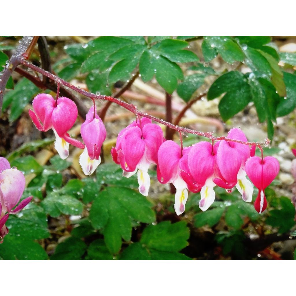 Serduszka okazała - Dicentra spectabilis