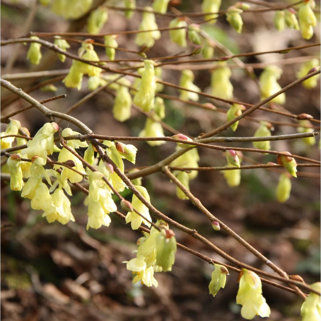 Leszczynowiec skąpokwiatowy - Corylopsis pauciflora