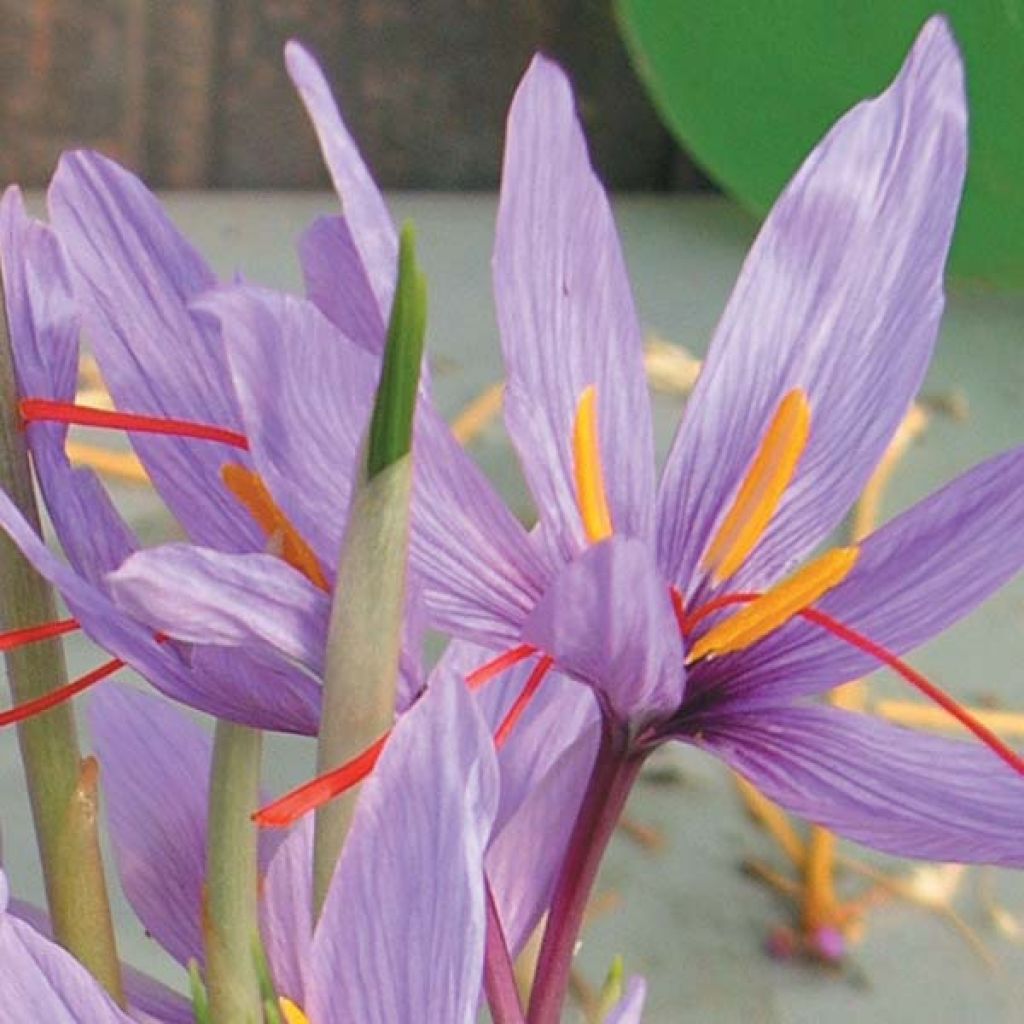 Krokus uprawny - Crocus sativus