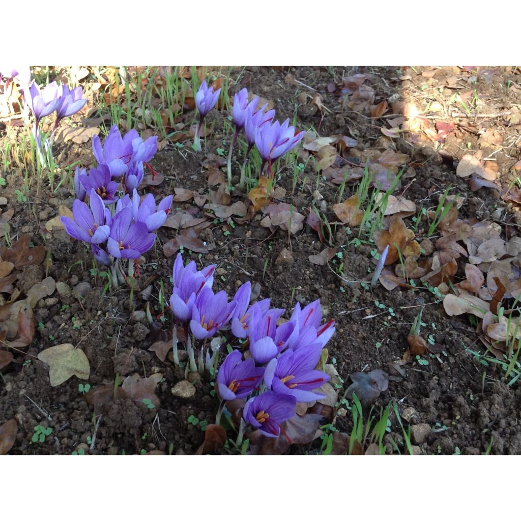Krokus uprawny - Crocus sativus