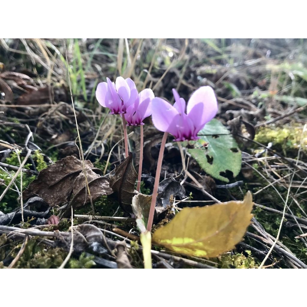 Cyklamen bluszczolistny - Cyclamen hederifolium