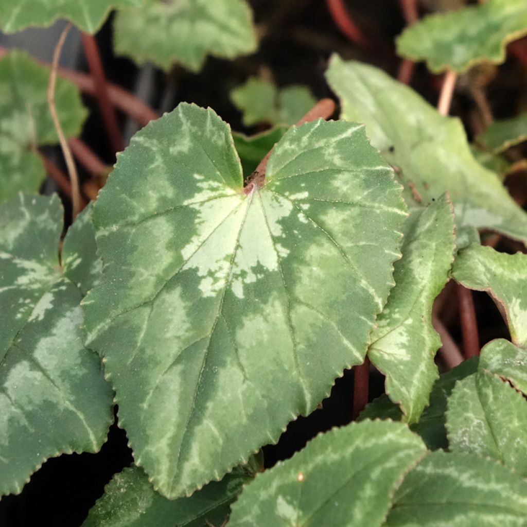 Cyklamen bluszczolistny - Cyclamen hederifolium