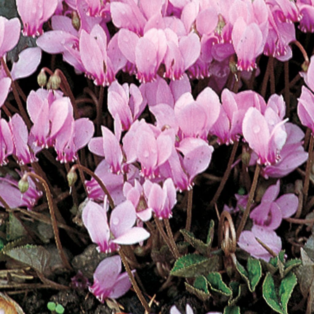Cyklamen bluszczolistny - Cyclamen hederifolium