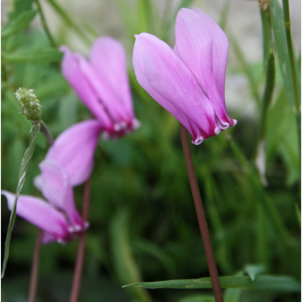 Cyklamen bluszczolistny - Cyclamen hederifolium