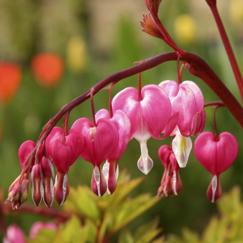Serduszka okazała - Dicentra spectabilis