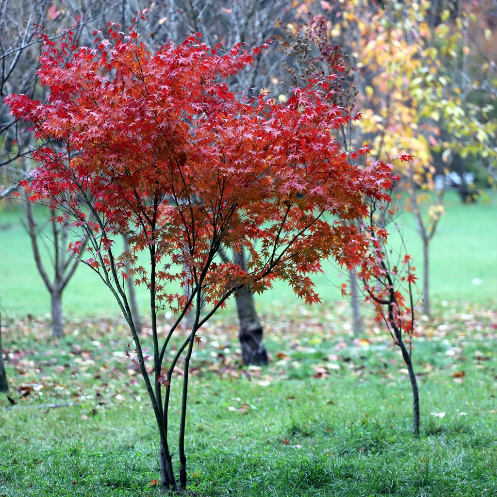 Acer palmatum - Klon palmowy