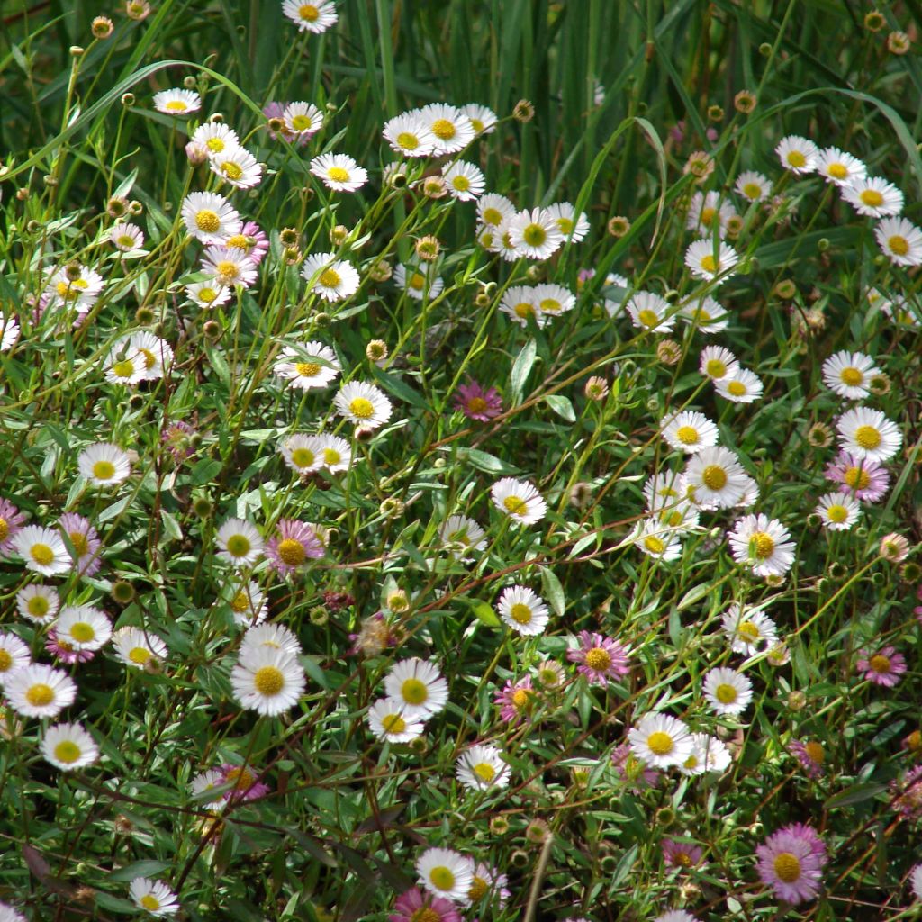Przymiotno Karwińskiego - Erigeron karvinskianus