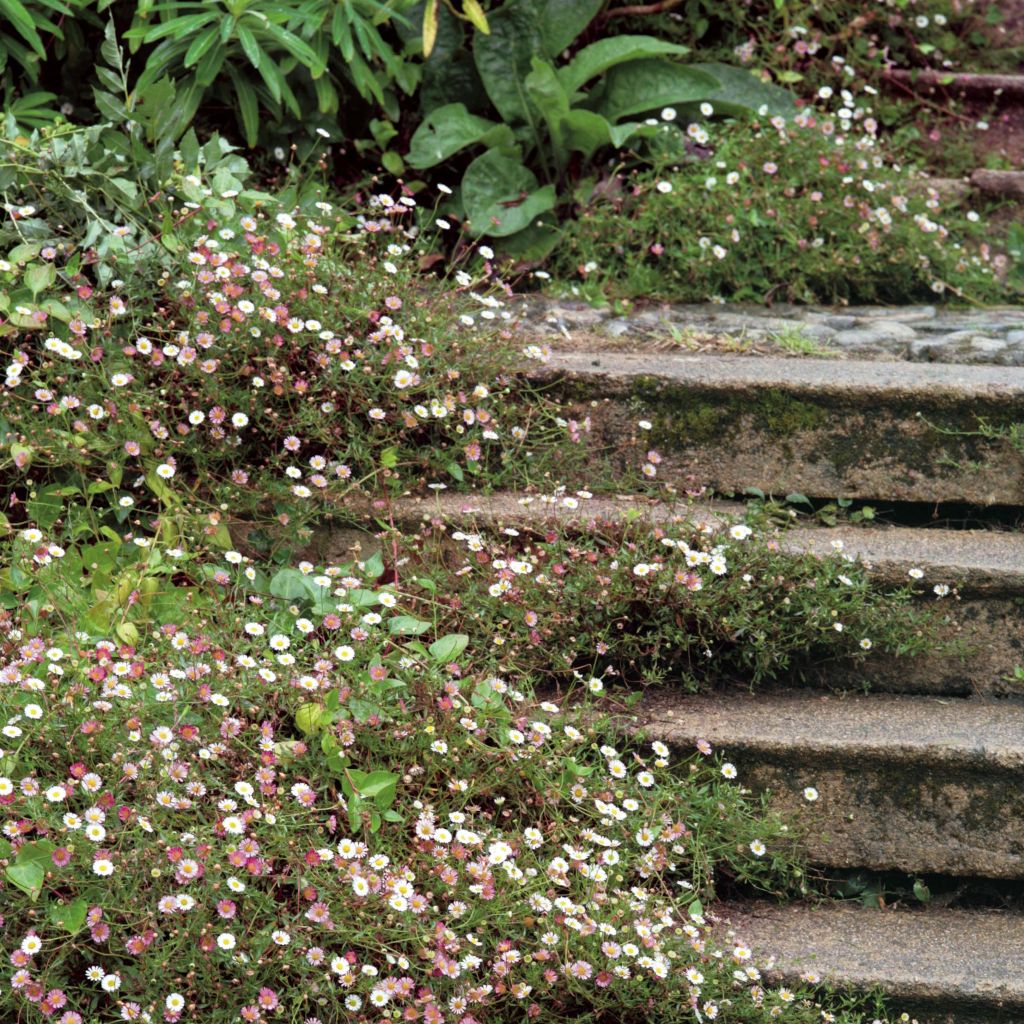 Przymiotno Karwińskiego - Erigeron karvinskianus