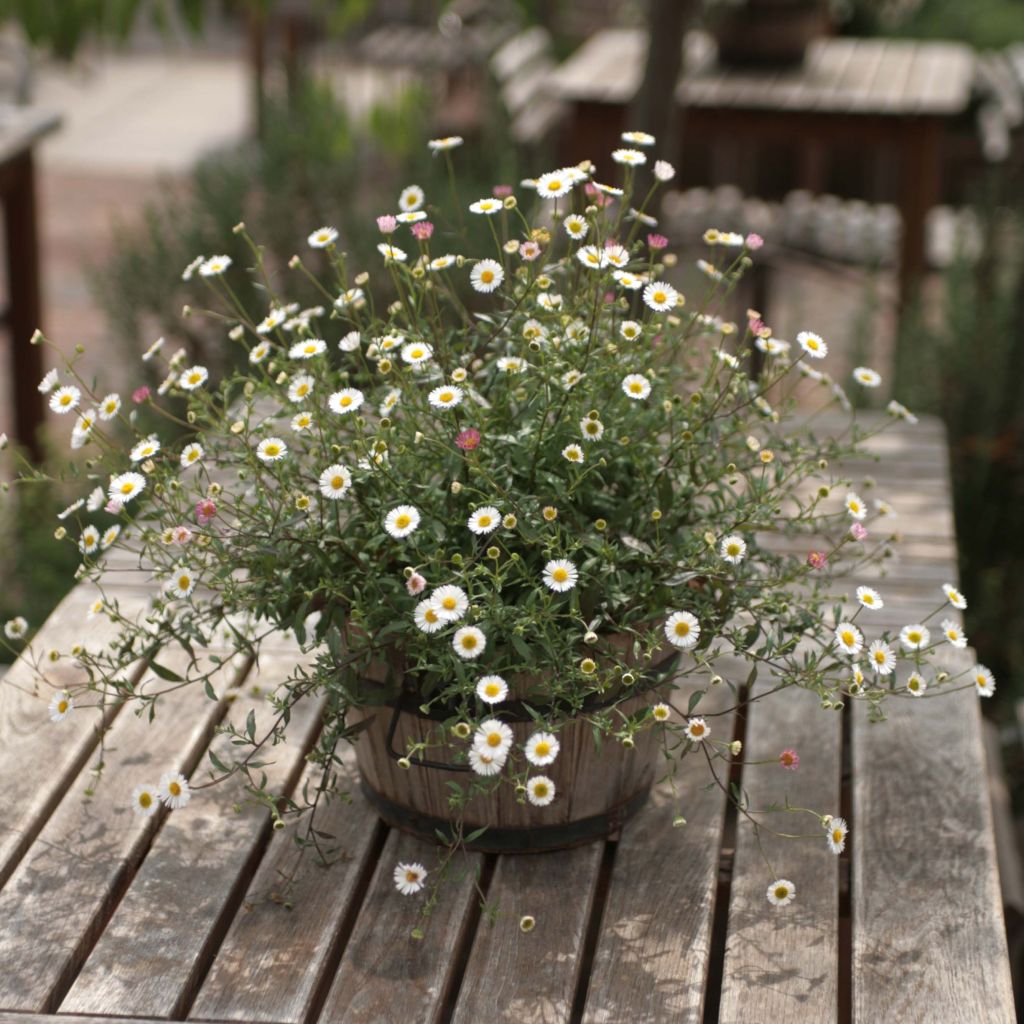 Przymiotno Karwińskiego - Erigeron karvinskianus