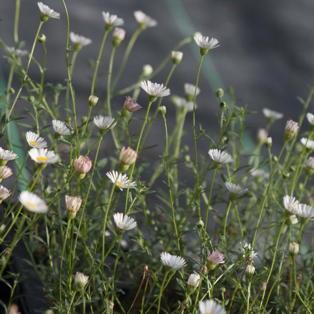 Przymiotno Karwińskiego - Erigeron karvinskianus