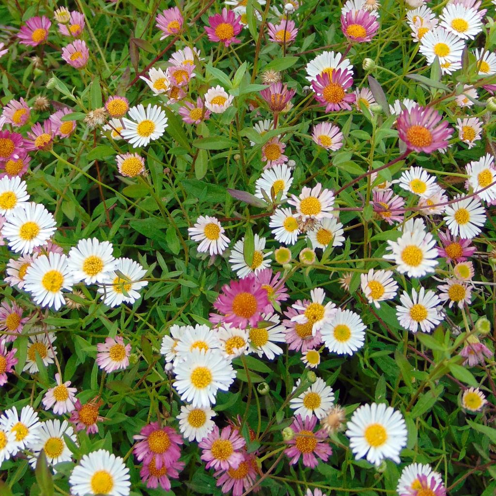 Przymiotno Karwińskiego - Erigeron karvinskianus