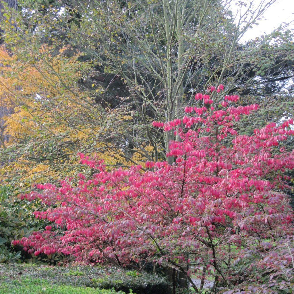 Trzmielina oskrzydlona - Euonymus alatus