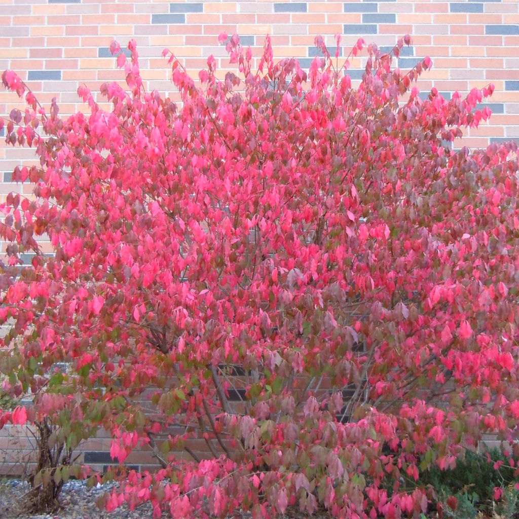 Trzmielina oskrzydlona - Euonymus alatus