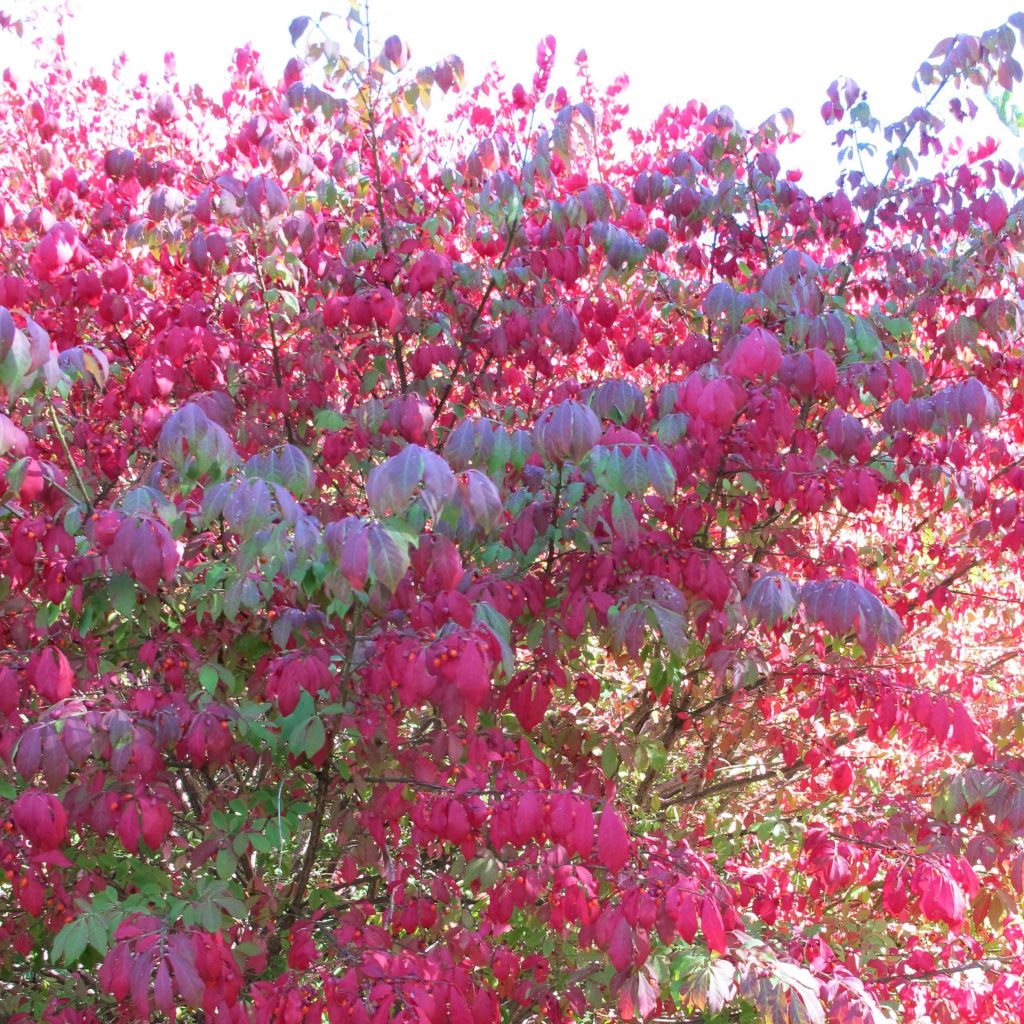 Trzmielina oskrzydlona - Euonymus alatus