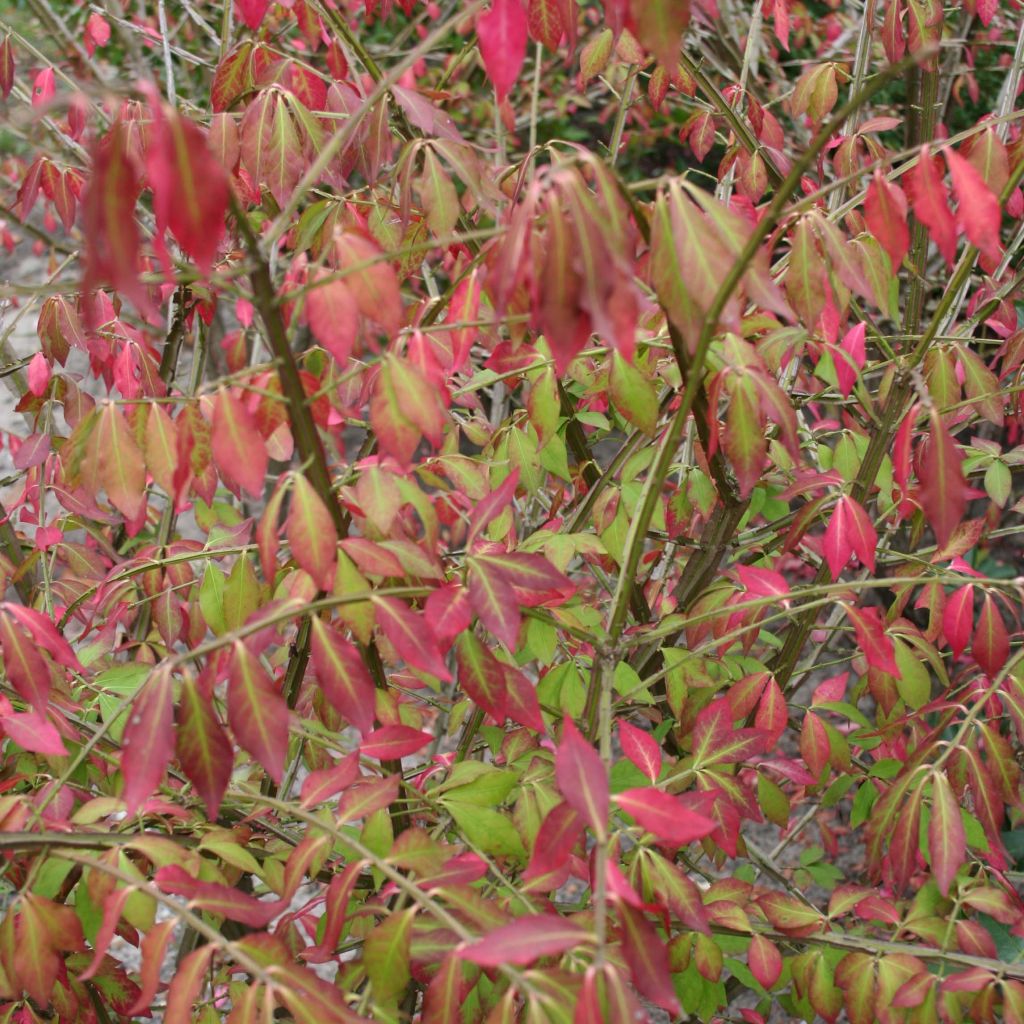 Trzmielina oskrzydlona - Euonymus alatus
