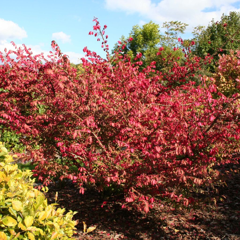 Trzmielina oskrzydlona - Euonymus alatus