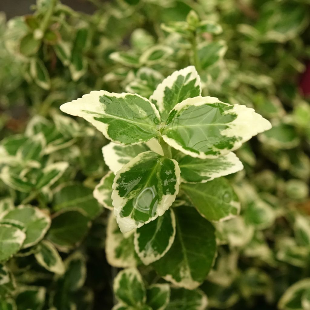 Trzmielina Fortune'a Emerald Gaiety