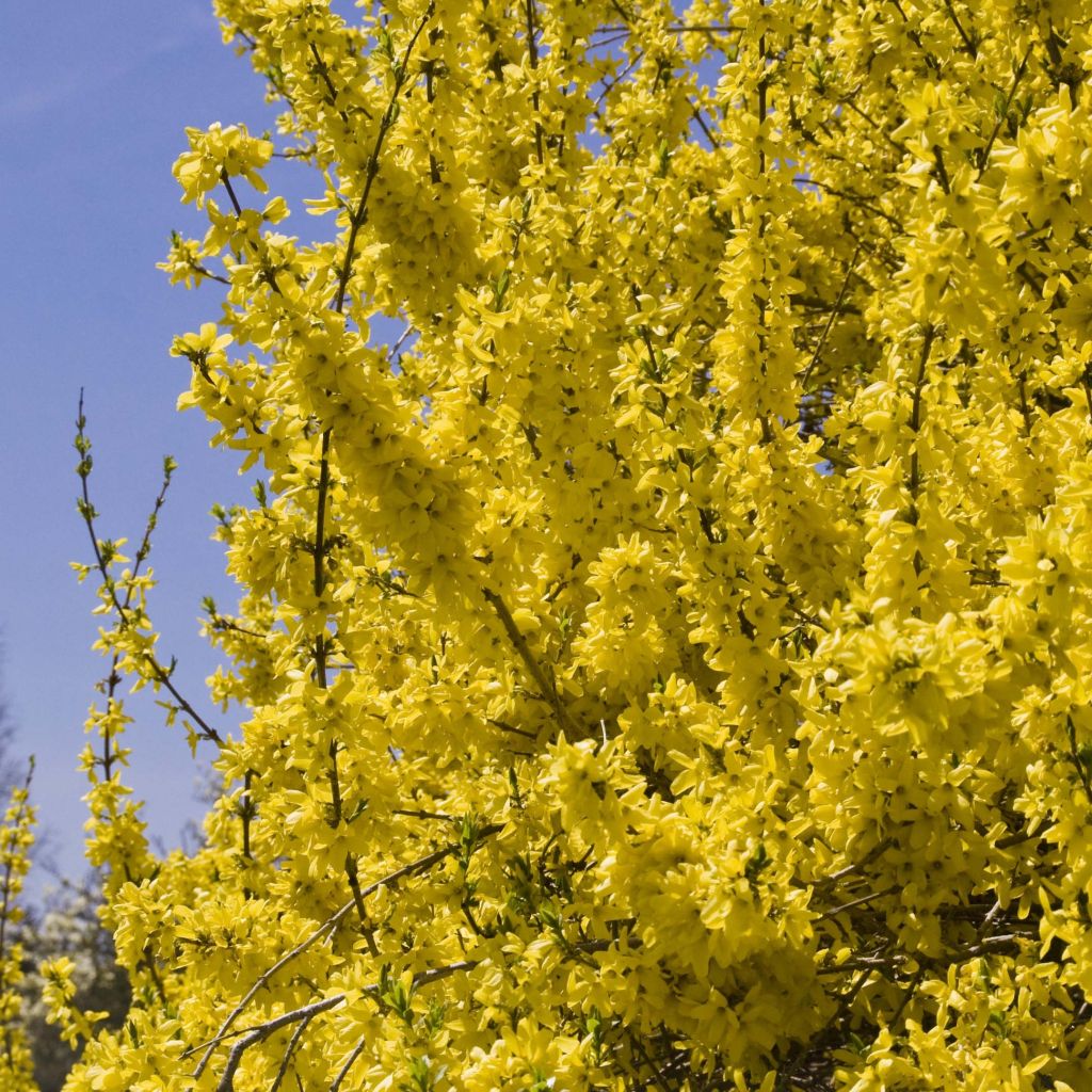 Forsycja pośrednia Spectabilis