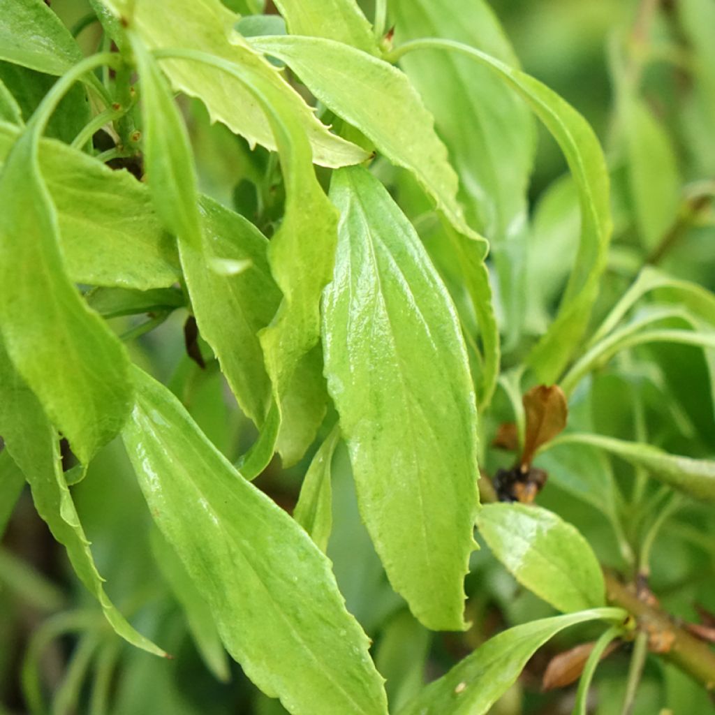Forsycja pośrednia Courtasol MARÉE D'OR