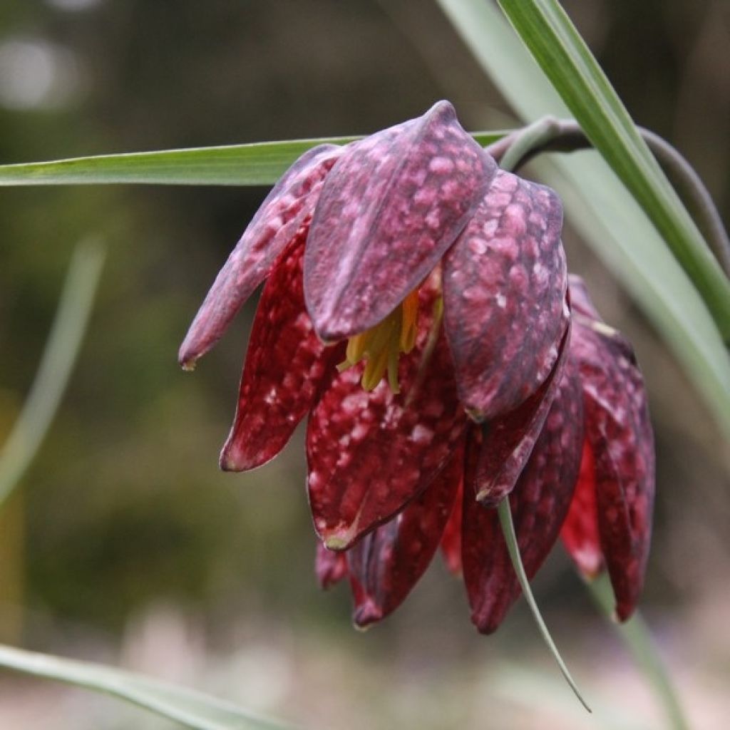 Szachownica kostkowata - Fritillaria meleagris
