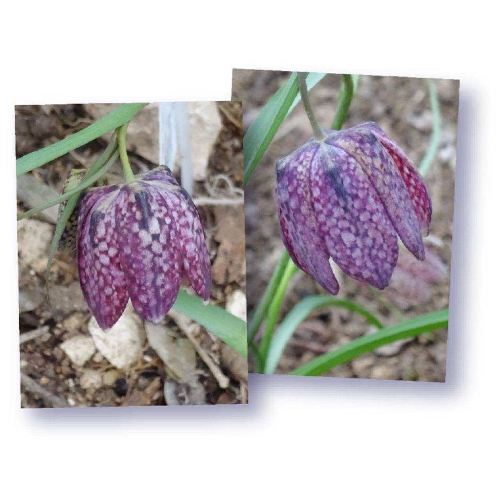 Szachownica kostkowata - Fritillaria meleagris