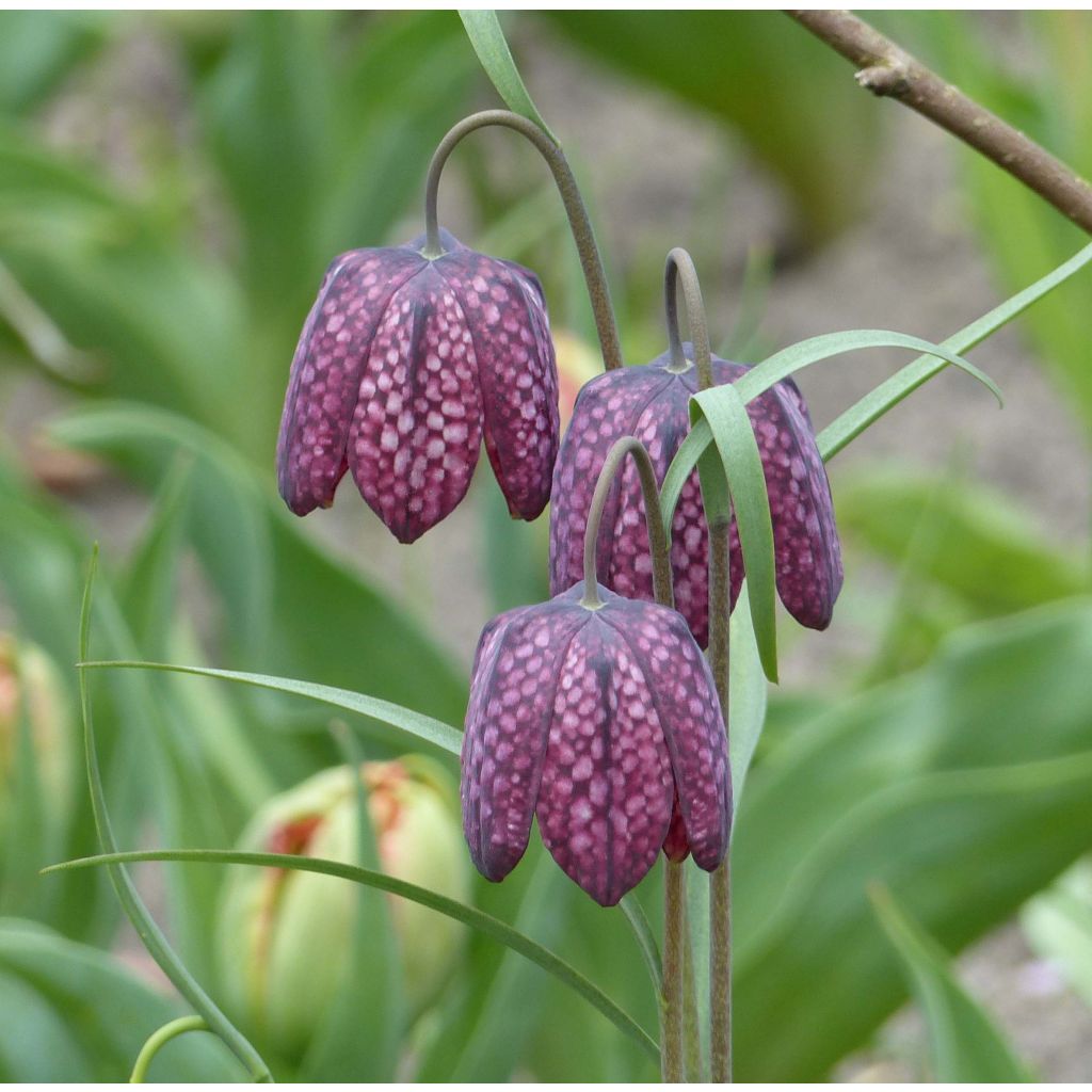 Szachownica kostkowata - Fritillaria meleagris