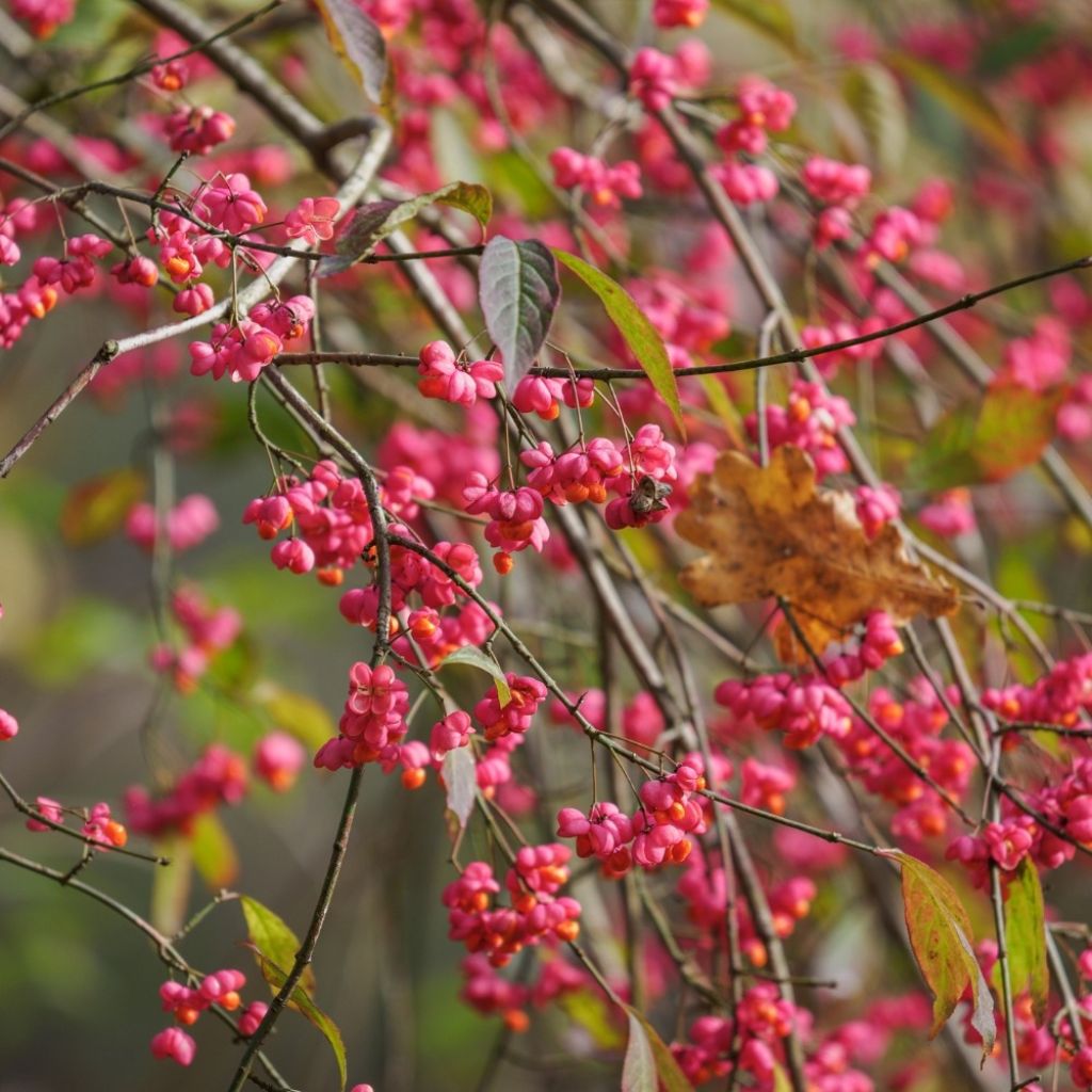 Trzmielina pospolita - Euonymus europaeus