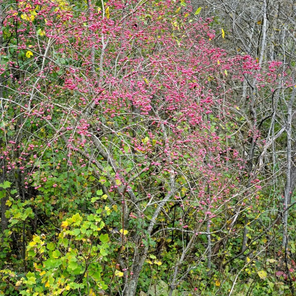 Trzmielina pospolita - Euonymus europaeus
