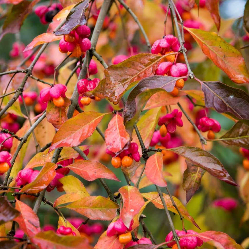 Trzmielina pospolita - Euonymus europaeus