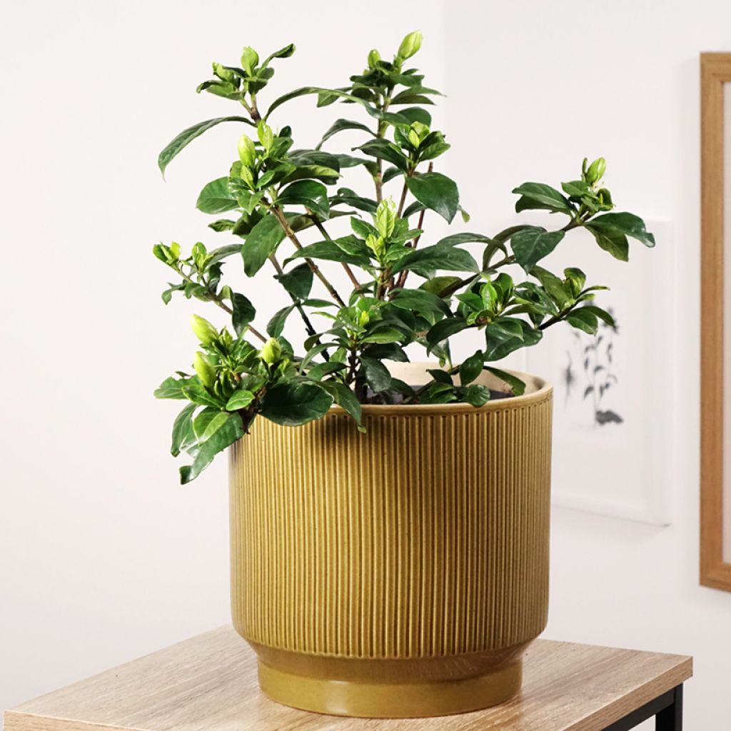 Gardenia jaśminowata Double Diamonds Leefour