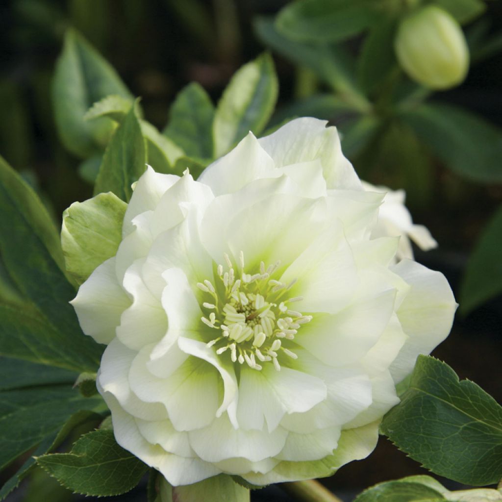 Ciemiernik wschodni Double White
