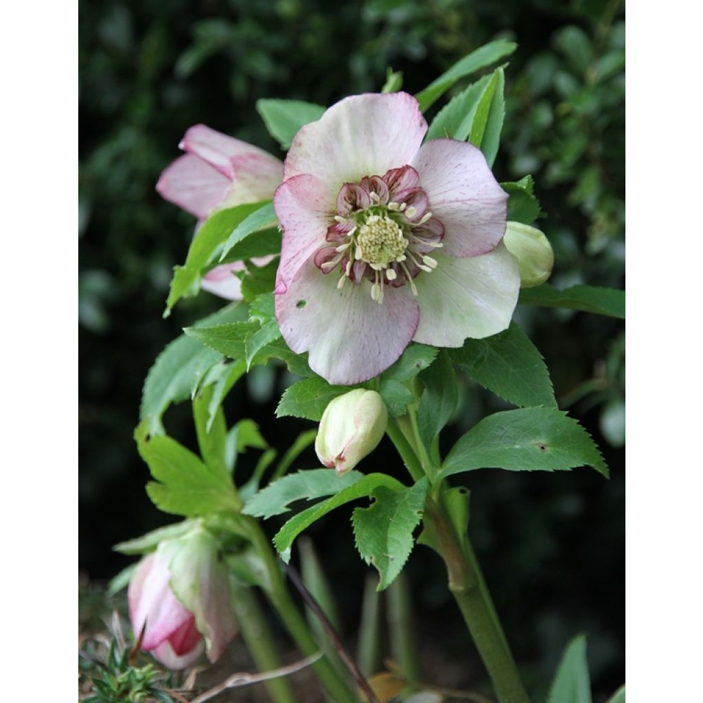 Ciemiernik wschodni Anemone Picotee