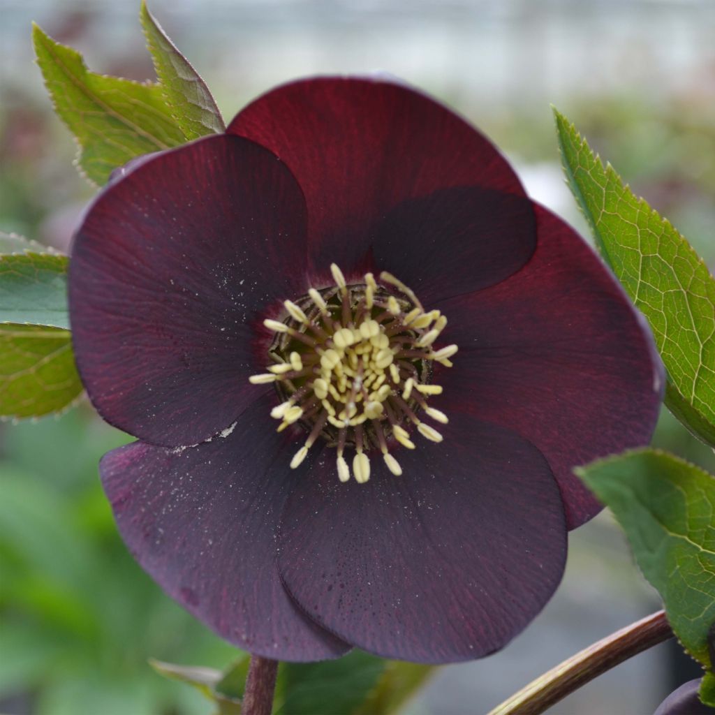 Ciemiernik wschodni Black