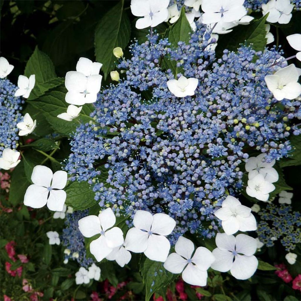 Hortensja piłkowana Blue Bird