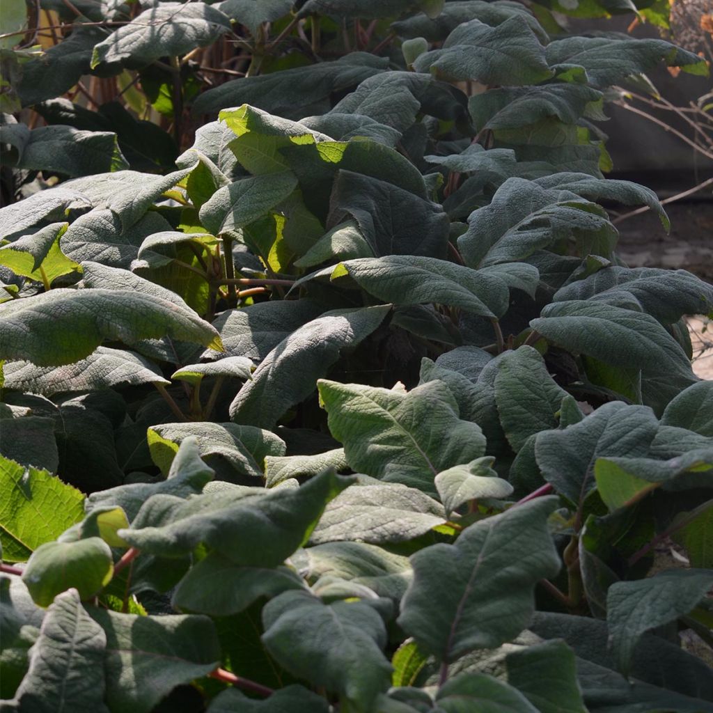 Hortensja kosmata Macrophylla