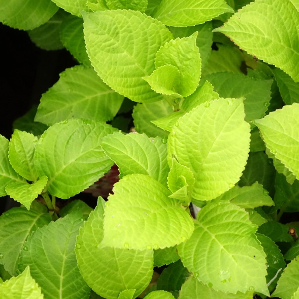 Hortensja ogrodowa Beautensia Dali