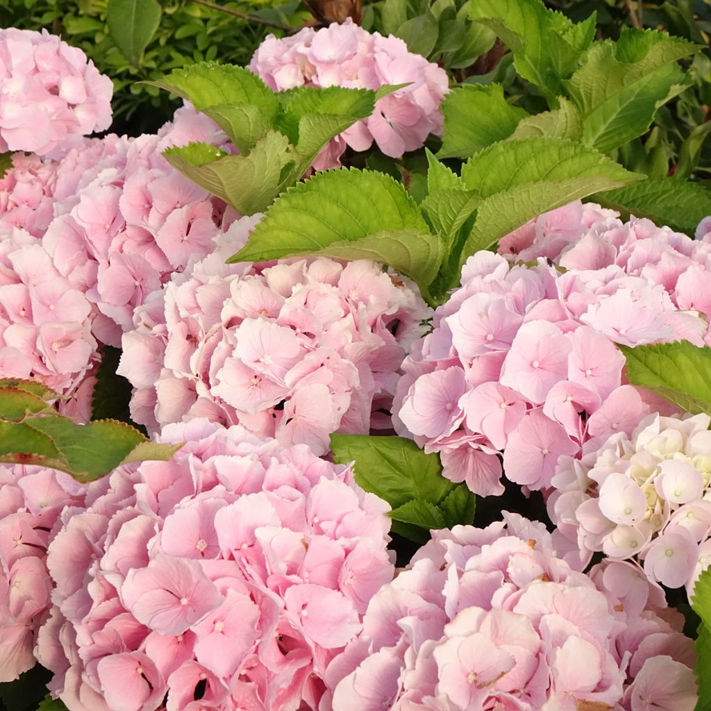 Hortensja ogrodowa Everbloom Pink Wonder