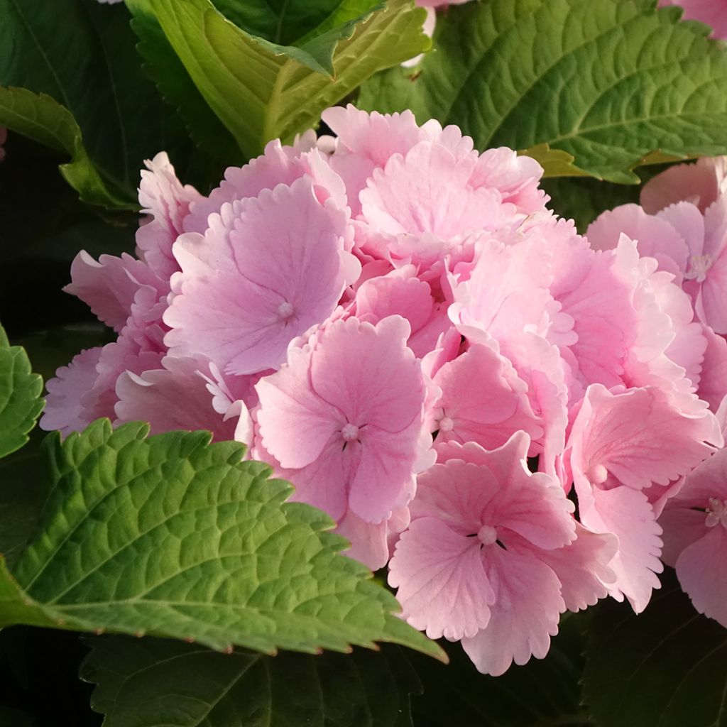 Hortensja ogrodowa Everbloom Pink Wonder