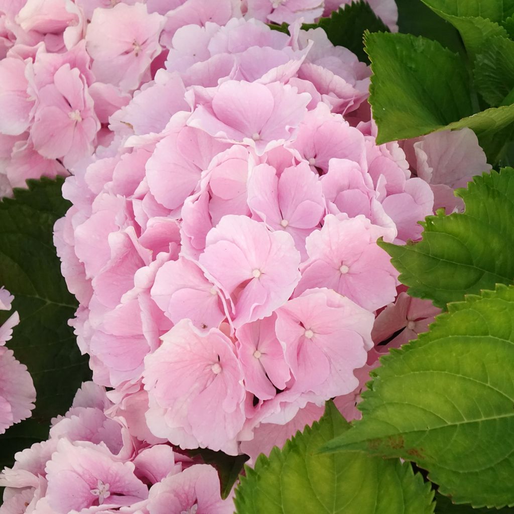 Hortensja ogrodowa Everbloom Pink Wonder
