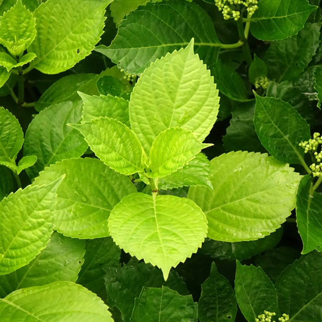 Hortensja ogrodowa Hovaria Hobergine