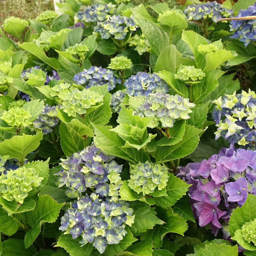 Hortensja ogrodowa Lady Mata Hari